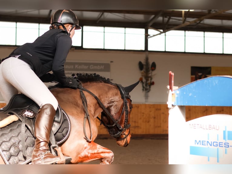 Pony belga Yegua 6 años 142 cm Castaño in Bruchsal