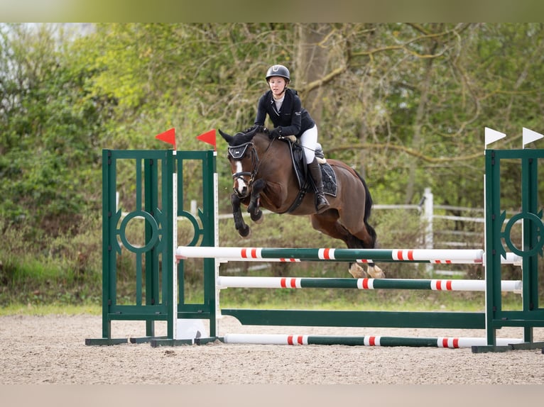 Pony belga Yegua 6 años 142 cm Castaño in Bruchsal