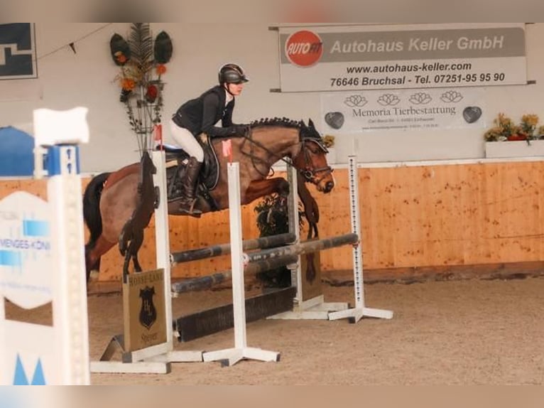 Pony belga Yegua 6 años 142 cm Castaño in Bruchsal