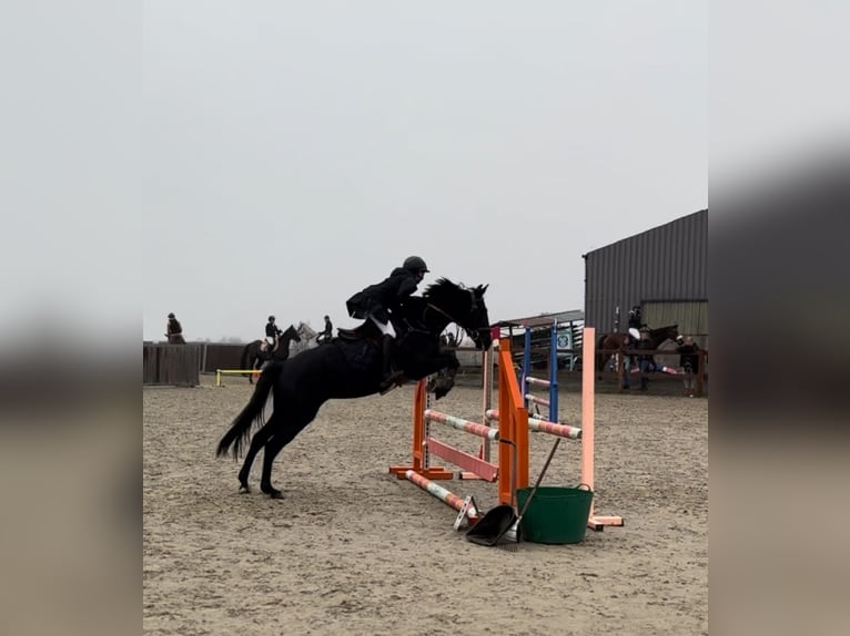 Pony belga Yegua 6 años 148 cm Negro in Li&#xE8;ge