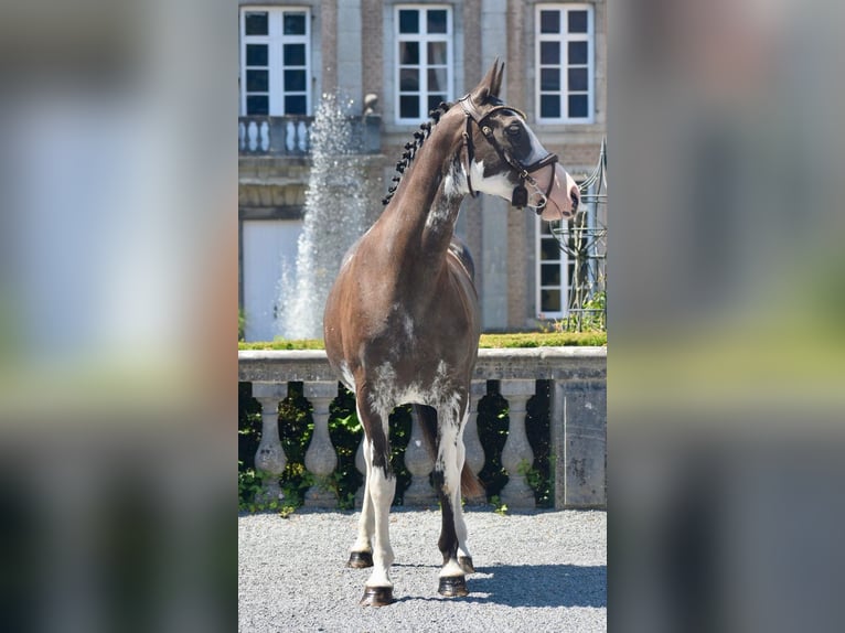 Pony belga Yegua 6 años 148 cm Pío in 1242 satigny