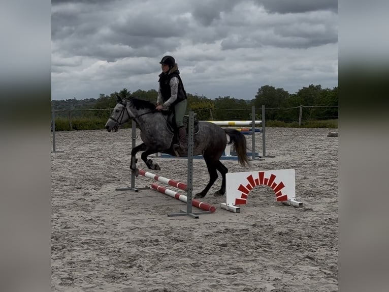 Pony belga Yegua 7 años 143 cm Tordo rodado in Trooz