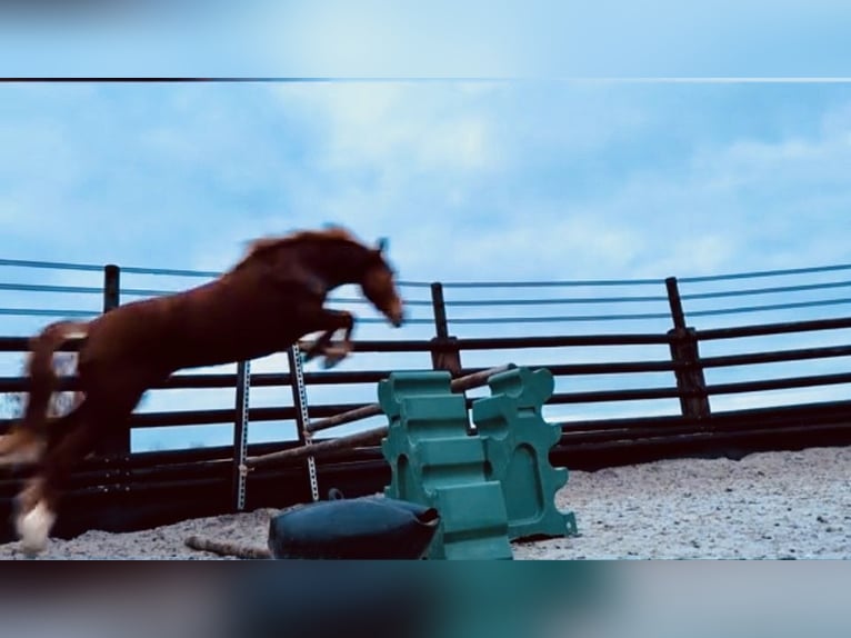 Pony belga Yegua 7 años 145 cm Alazán in LIEGE