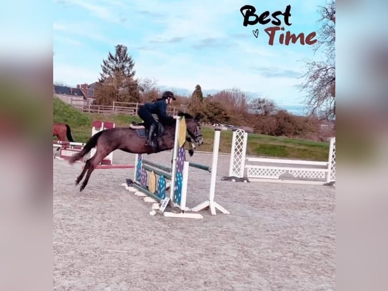 Pony belga Yegua 7 años 145 cm Castaño in Liege