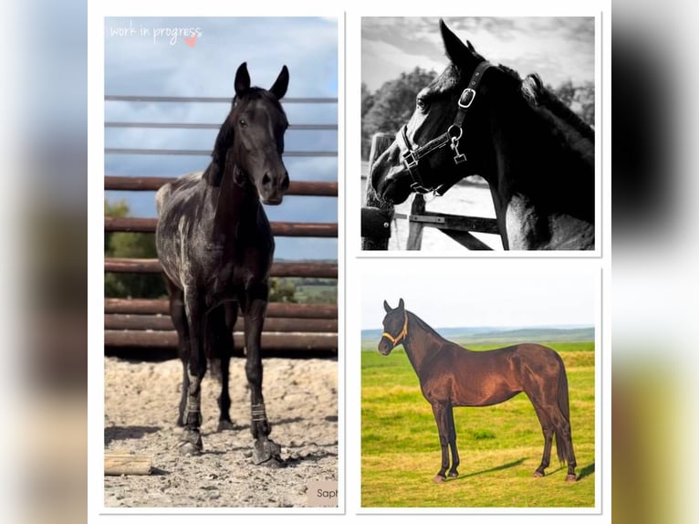 Pony belga Yegua 7 años 148 cm Negro in Liège