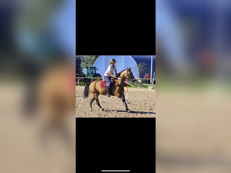 Pony belga Yegua 8 años 147 cm Bayo in Valenciennes