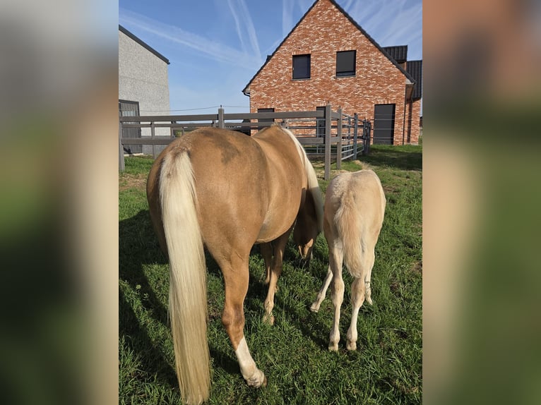 Pony belga Yegua Potro (03/2026) 147 cm Palomino in Poperinge