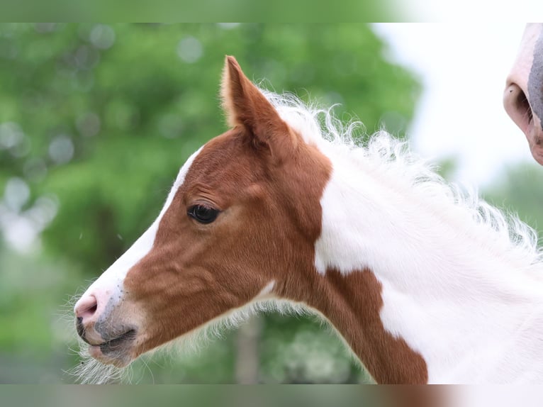 Pony belga Yegua Potro (01/2026) 148 cm Tobiano-todas las-capas in Aartrijke