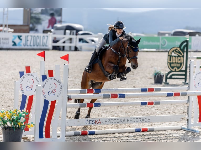 Pony Ceco Sportivo Castrone 13 Anni 148 cm Baio in Zajezd