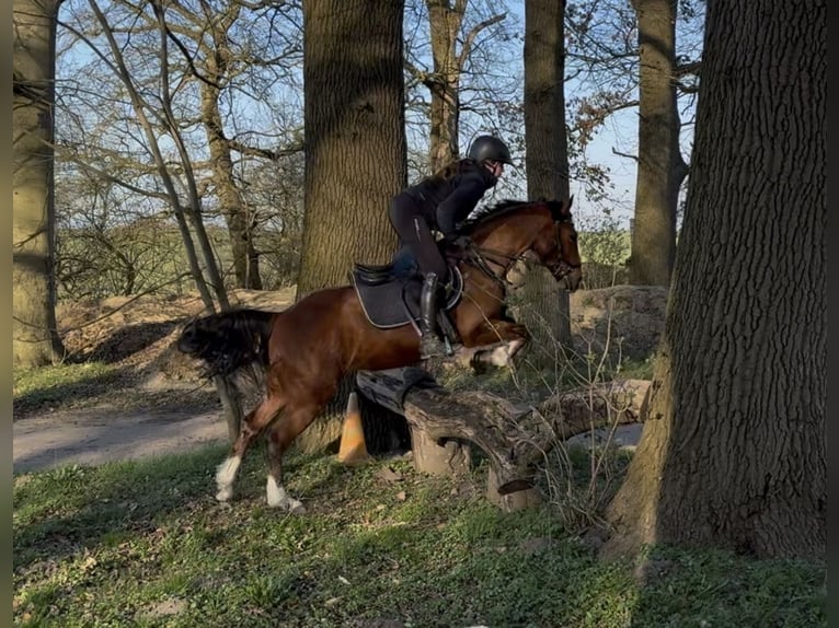 Pony Ceco Sportivo Castrone 6 Anni 147 cm Baio in Gnoien