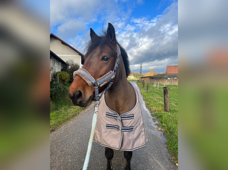 Pony Ceco Sportivo Castrone 9 Anni 146 cm Baio in Aurolzmünster