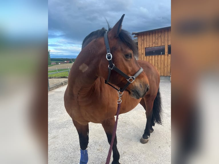 Pony Ceco Sportivo Castrone 9 Anni 146 cm Baio in Aurolzmünster