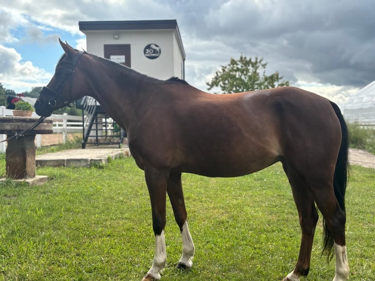 Pony Ceco Sportivo Giumenta 11 Anni 144 cm Sauro scuro in Knezmost