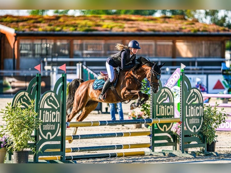 Pony Ceco Sportivo Giumenta 11 Anni 144 cm Sauro scuro in Knezmost