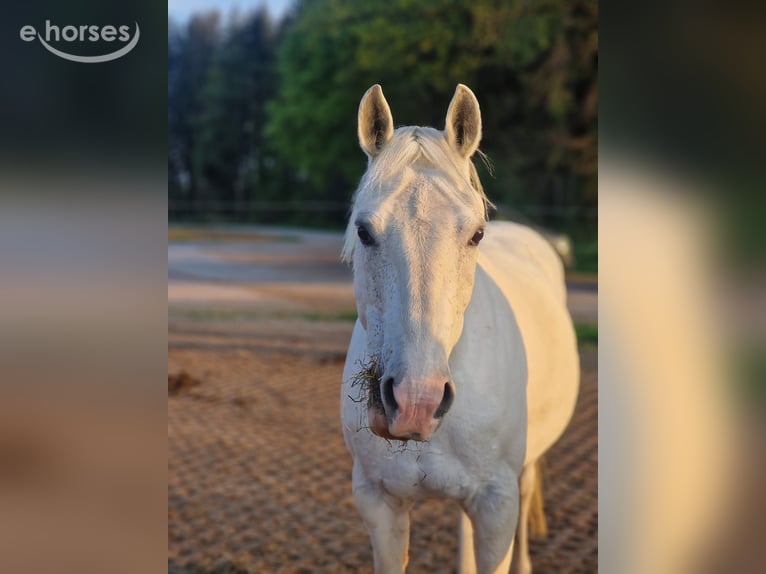 Pony Ceco Sportivo Mix Giumenta 13 Anni 142 cm Grigio in Schwabmünchen