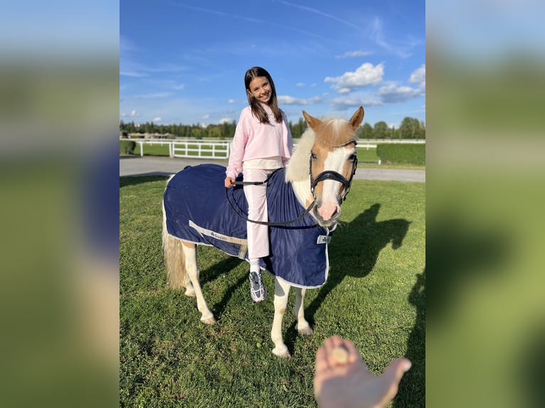 Pony Ceco Sportivo Giumenta 14 Anni 143 cm Cremello in Prague