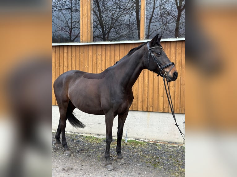 Pony Ceco Sportivo Giumenta 14 Anni 164 cm Baio scuro in Coswig