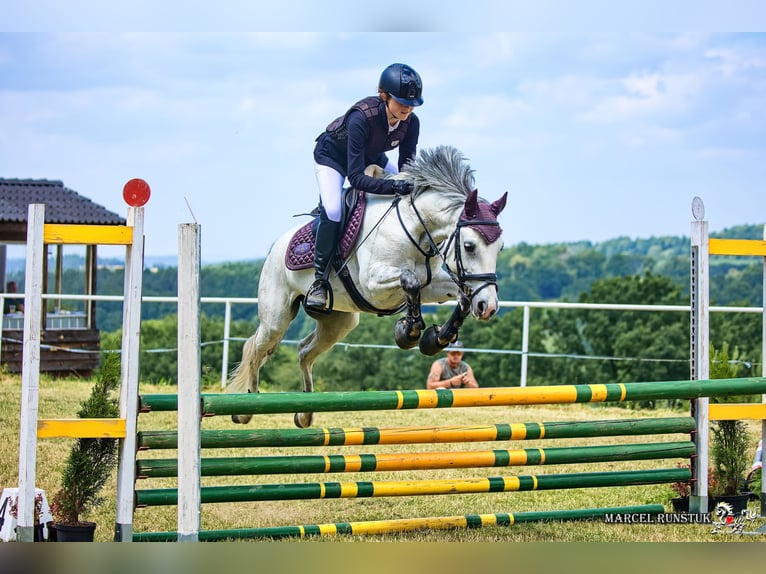 Pony Ceco Sportivo Giumenta 8 Anni 145 cm Bianco in Prague - west