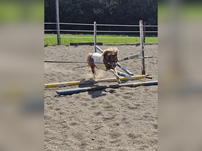 Pony Ceco Sportivo Stallone 5 Anni 85 cm Pezzato in Staasdorf