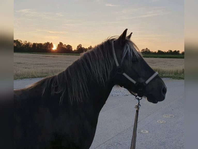 Pony classico tedesco Castrone 12 Anni 114 cm Sauro scuro in Freilassing
