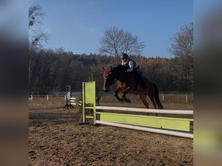 Pony classico tedesco Mix Castrone 13 Anni 146 cm Baio in Britz