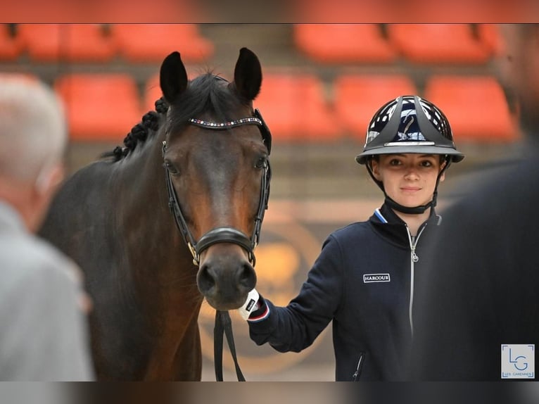 Pony classico tedesco Castrone 9 Anni 148 cm Baio in Montigny-le-Bretonneux