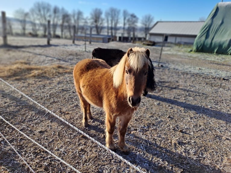 Pony classico tedesco Castrone 9 Anni  in Ichenhausen