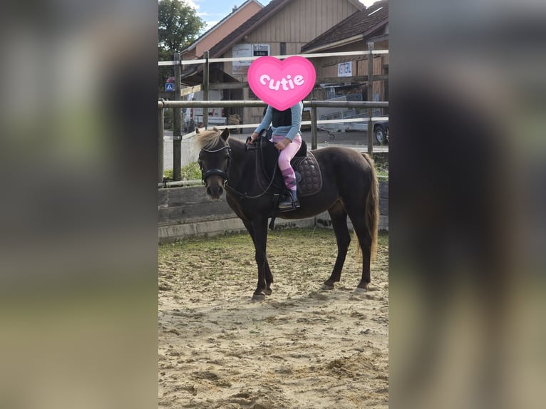 Pony classico tedesco Giumenta 16 Anni 112 cm Sauro scuro in Pfyn