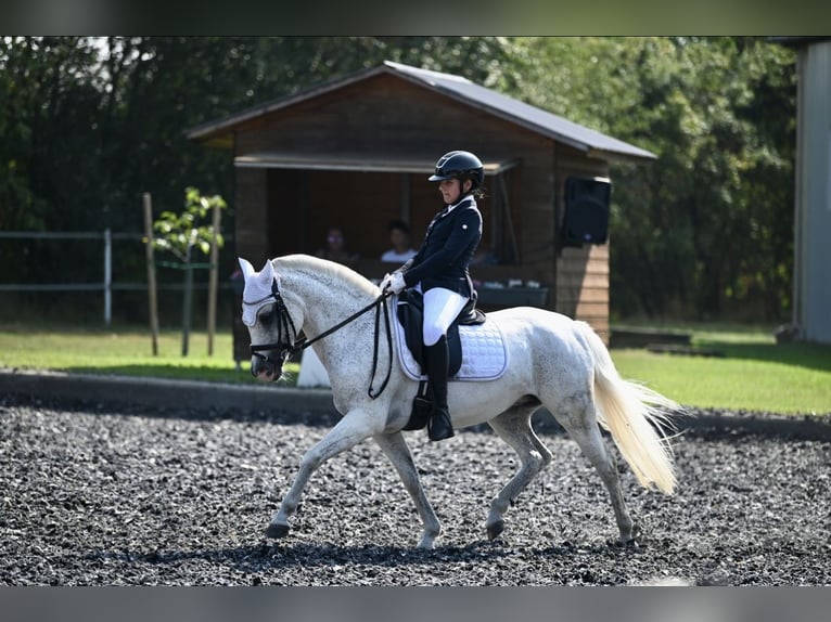 Pony classico tedesco Giumenta 17 Anni Grigio pezzato in Sarajevo