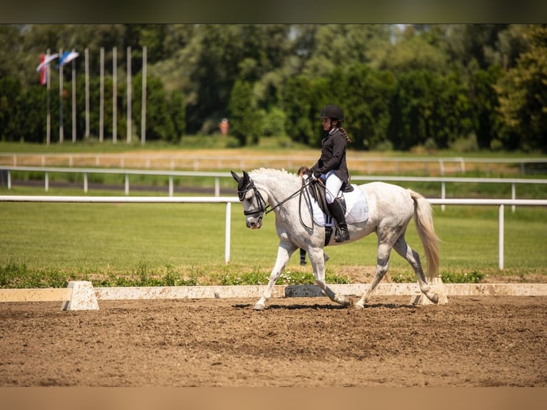 Pony classico tedesco Giumenta 17 Anni Grigio pezzato in Sarajevo