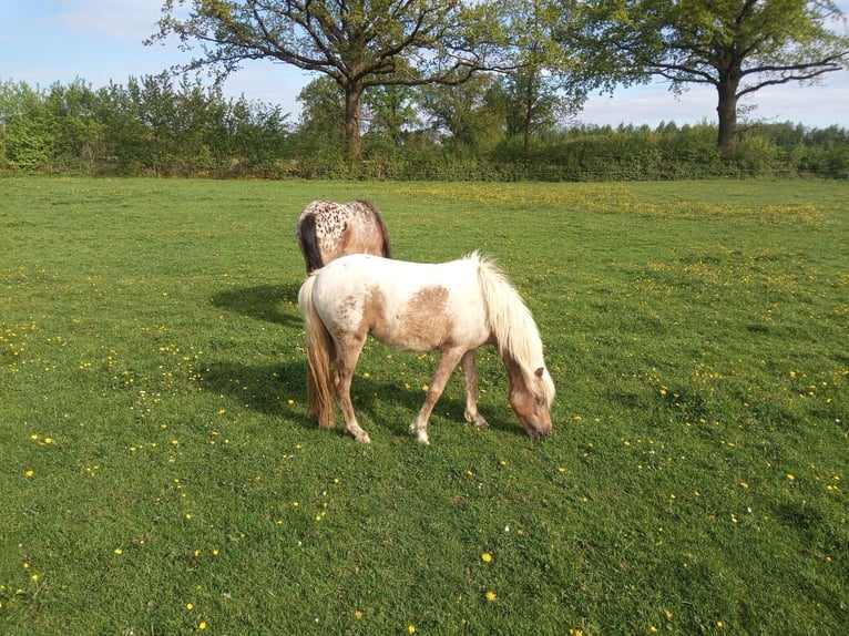 Pony classico tedesco Giumenta 3 Anni 113 cm in Krummesse