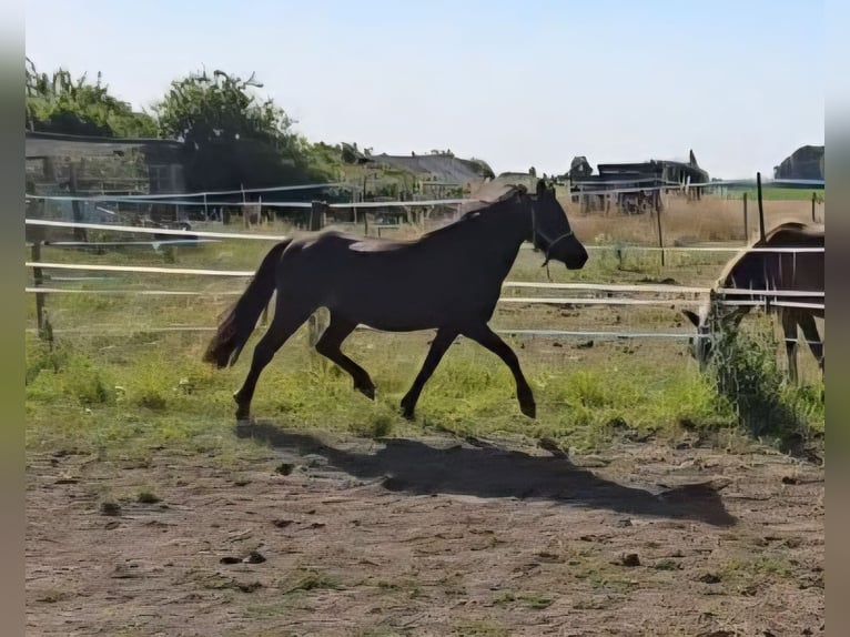 Pony classico tedesco Giumenta 4 Anni 111 cm Baio nero in Moers