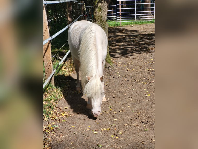 Pony classico tedesco Giumenta 5 Anni 105 cm Grigio in Burbach
