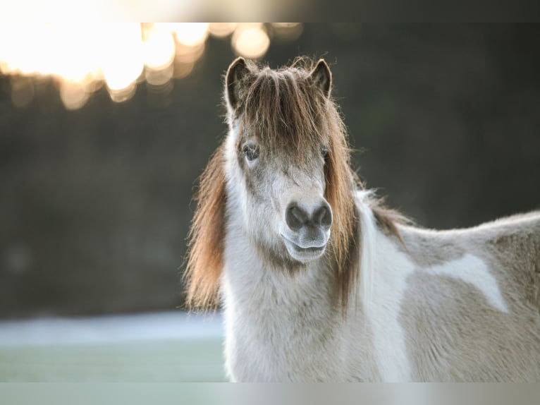 Pony classico tedesco Stallone 2 Anni 105 cm Pelle di daino in Neukirchen bei Sulzbach-Rosenberg