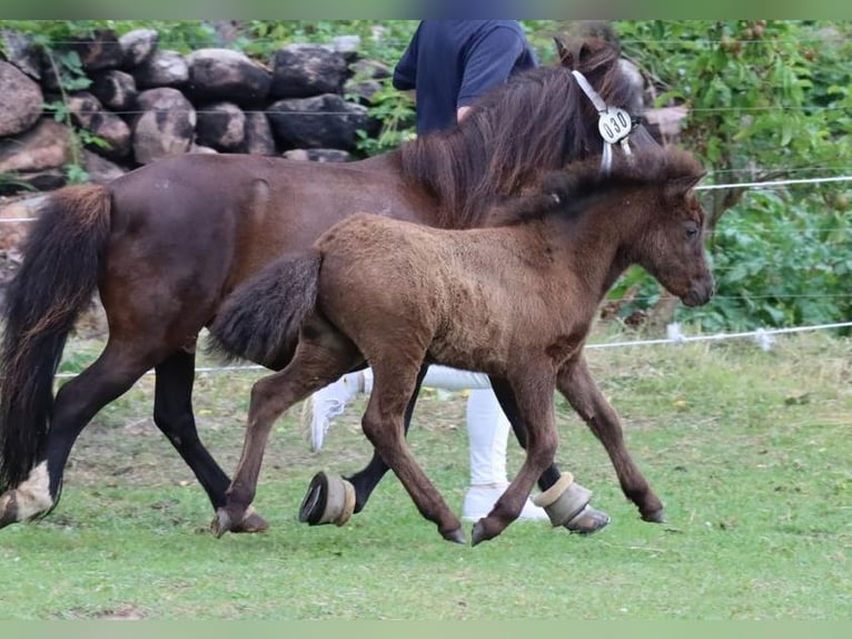 Pony classico tedesco Stallone Puledri (05/2025) 110 cm Leopard in Grimmen