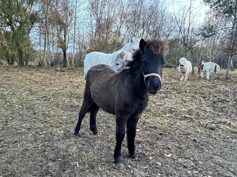Pony classico tedesco Stallone Puledri (05/2025) 110 cm Leopard in Grimmen