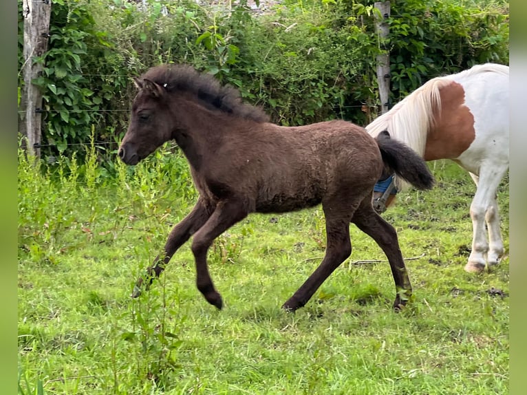 Pony classico tedesco Stallone Puledri (05/2025) 110 cm Leopard in Grimmen