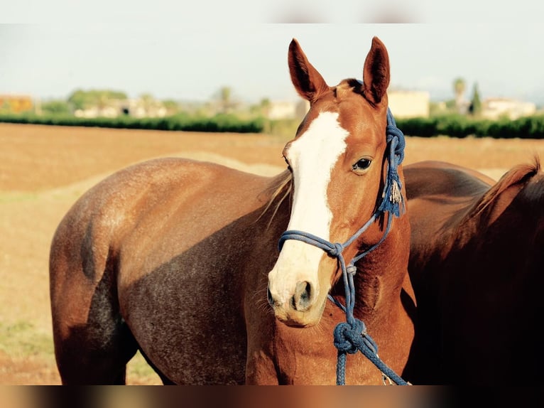 Pony da polo Castrone 13 Anni 157 cm  in Kolbermoor