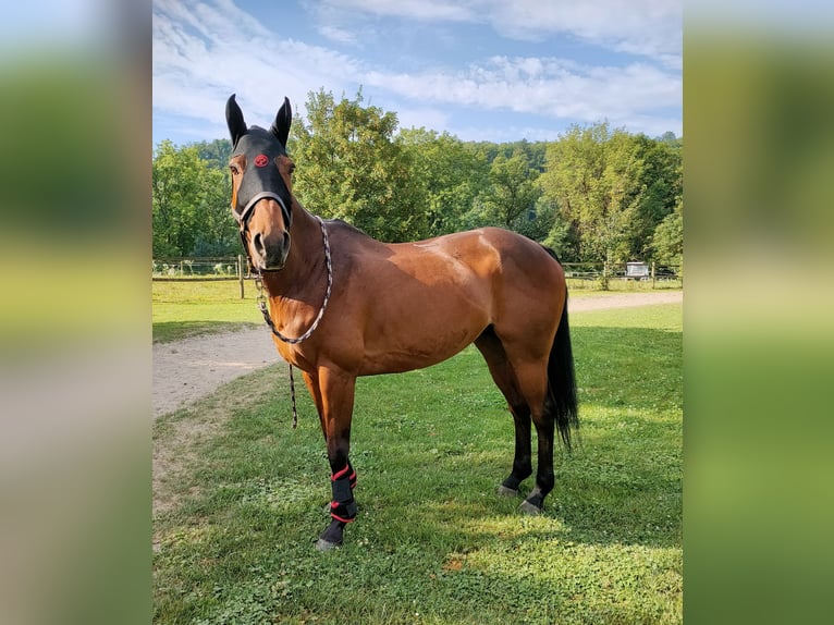 Pony da polo Castrone 15 Anni 155 cm Baio in Hettlingen