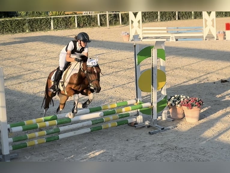 Pony da polo Mix Castrone 5 Anni 147 cm Pezzato in Orvieto