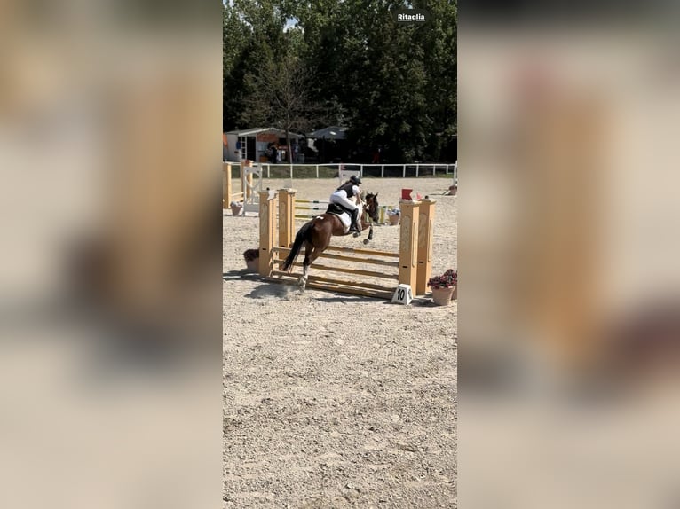 Pony da polo Mix Castrone 5 Anni 147 cm Pezzato in Orvieto