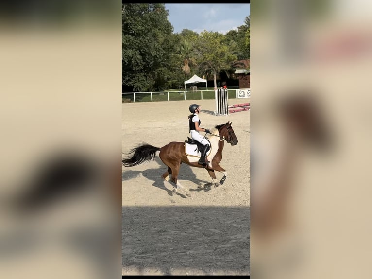 Pony da polo Mix Castrone 5 Anni 147 cm Pezzato in Orvieto