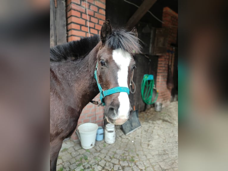 Pony da polo Mix Castrone 6 Anni 130 cm Morello in Frýdek Místek