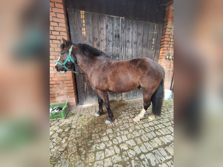 Pony da polo Mix Castrone 6 Anni 130 cm Morello in Frýdek Místek