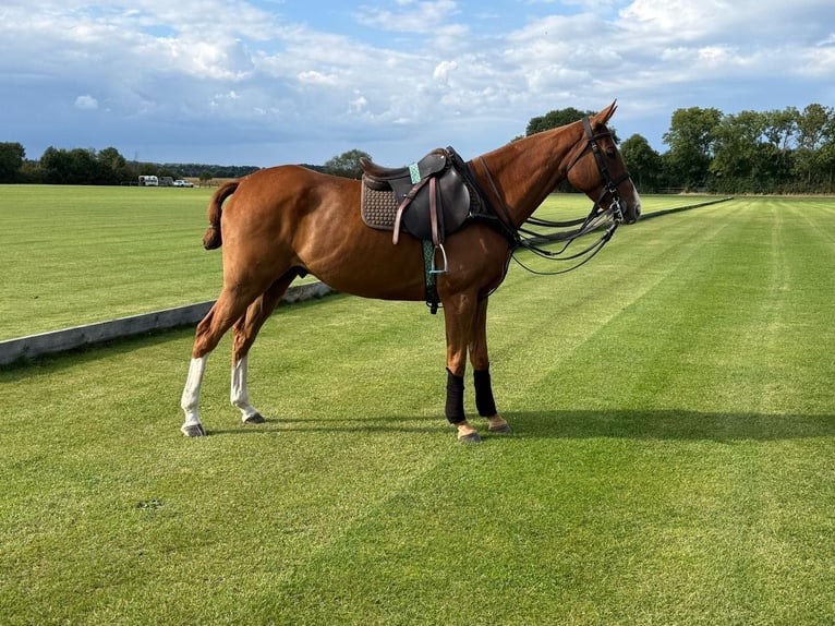 Pony da polo Castrone 6 Anni 164 cm Sauro scuro in Fehling