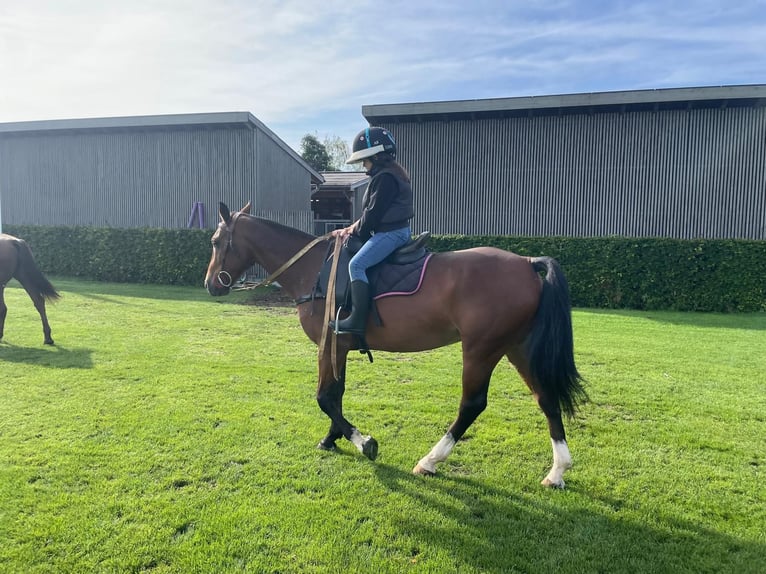 Pony da polo Castrone 7 Anni 152 cm Baio in Seuzach