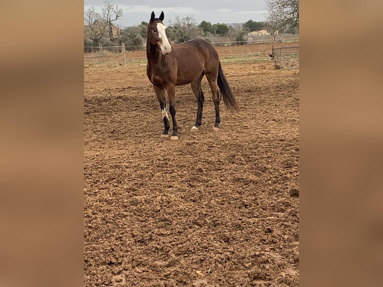 Pony da polo Mix Castrone 7 Anni 167 cm Baio ciliegia in Campos