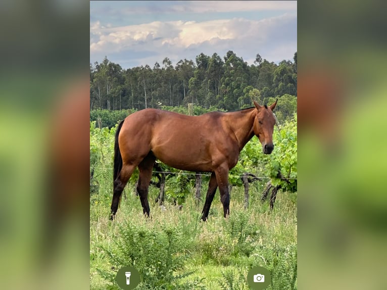 Pony da polo Giumenta 10 Anni 156 cm Baio scuro in Holzkirchen