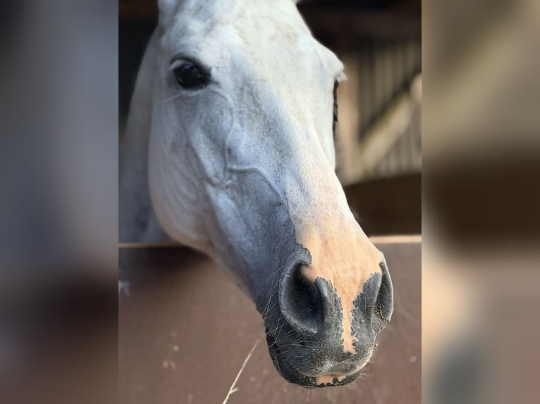 Pony da polo Giumenta 11 Anni 148 cm Grigio in Seuzach