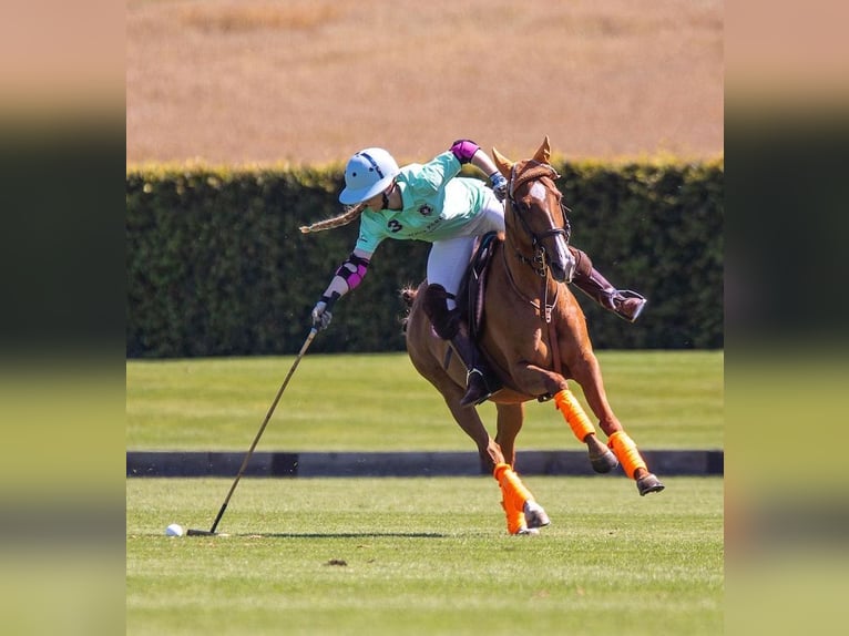 Pony da polo Giumenta 14 Anni 155 cm Sauro in Rafz